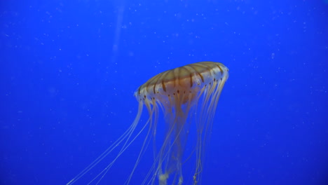 Close-shot-of-a-jellyfish-with-blue-background-swimming-up-long-tentacles